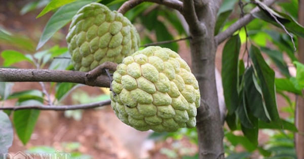 Lạng Sơn: Thu 1.000 tỷ từ những vạt na xanh mướt