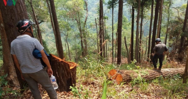 Bắt gỗ lậu, Chủ tịch xã chỉ đạo cưa xẻ làm bàn ghế rồi đem về nhà mình