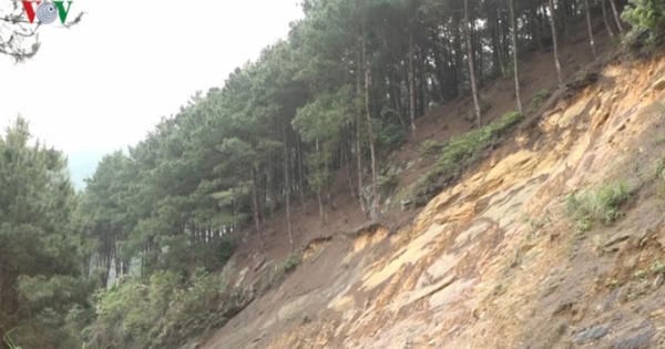 Rừng thông ở khu du lịch Mẫu Sơn đang bị khai thác ồ ạt quy mô lớn