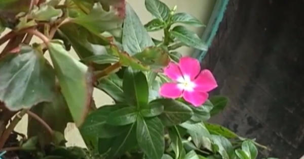 Những bãi rác được biến thành vườn hoa