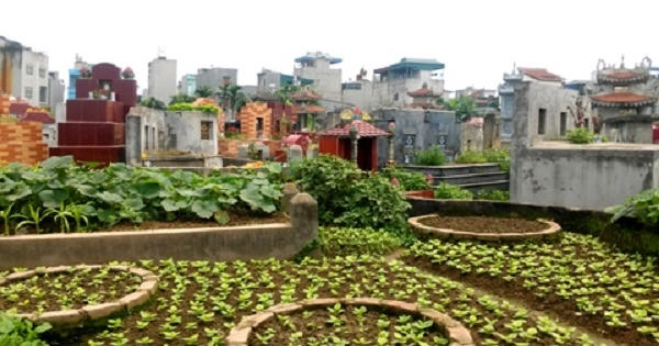 Hà Nội: Rau xanh mơn mởn mọc kín nghĩa địa