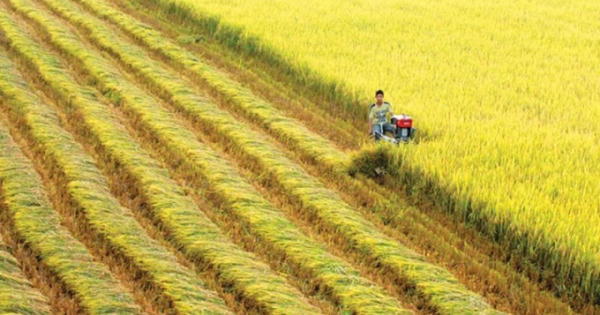 Phát triển bền vững ĐBSCL: Ưu tiên thủy sản, cây ăn trái, lúa