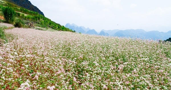 Kinh nghiệm phượt Hà Giang mùa tam giác mạch