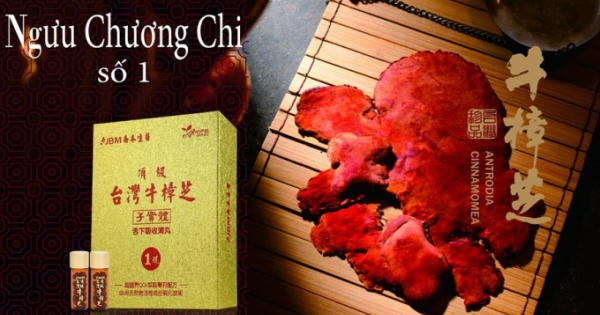Nấm Ngưu Chương Chi có tác dụng như thế nào đối với bệnh nan y?
