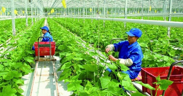Bài toán tăng thu hút FDI trong lĩnh vực nông nghiệp