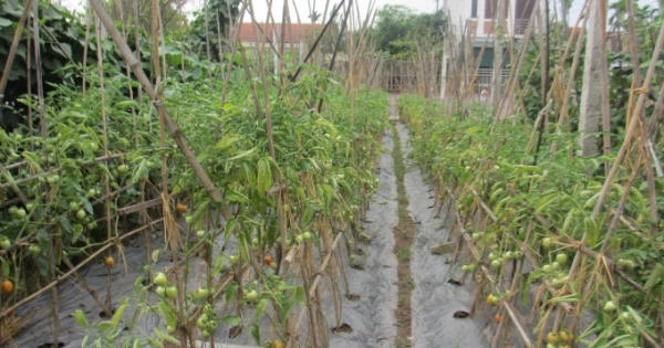 Phú Thọ phát triển thương hiệu rau an toàn theo tiêu chuẩn Vietgap