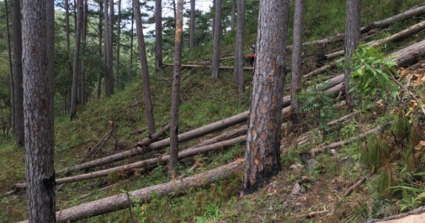 Xác định nhóm đối tượng triệt phá hàng loạt cây thông ở Lâm Đồng