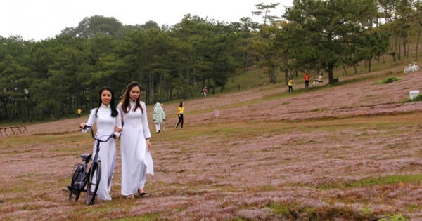 Lâm Đồng: Sắp diễn ra Mùa hội cỏ hồng năm 2018 Lâm Đồng: Sắp diễn ra Mùa hội cỏ hồng năm 2018