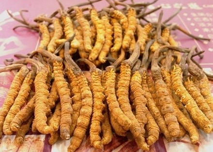 Sự thật về 'Đông trùng Hạ thảo' - Một vụ đại lừa đảo?