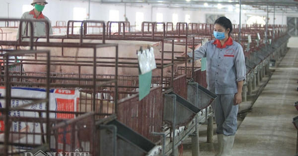 Giá lợn hơi đang tăng nhẹ, cả nước ngóng vụ Tết Giá lợn hơi đang tăng nhẹ, cả nước ngóng vụ Tết