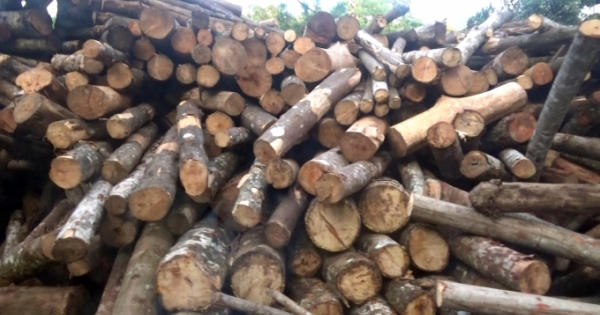 Đề nghị cách chức Trạm Trưởng Kiểm lâm sau phản ánh của Pháp luật Plus về nạn phá rừng ở Hà Giang