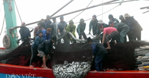 Trực 24/24 giờ cấp giấy chứng nhận cho hải sản đánh bắt từ vùng biển an toàn Trực 24/24 giờ cấp giấy chứng nhận cho hải sản đánh bắt từ vùng biển an toàn