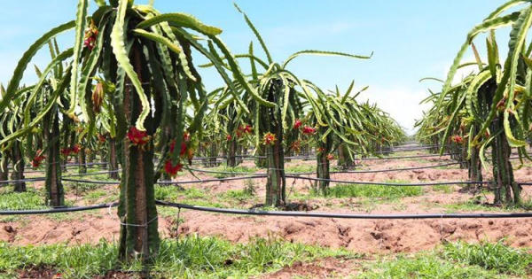 Sau đàn bò nghìn tỷ, bầu Đức sắp chuyển sang nuôi lợn?