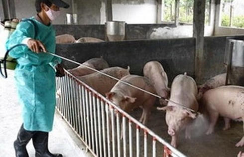 Cấp vắc xin, giống cây trồng hỗ trợ các địa phương Cấp vắc xin, giống cây trồng hỗ trợ các địa phương