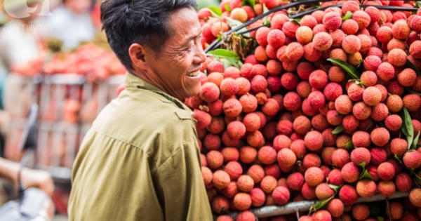 Trái vải xuất khẩu sang Nhật sẽ được giám định trực tuyến Trái vải xuất khẩu sang Nhật sẽ được giám định trực tuyến