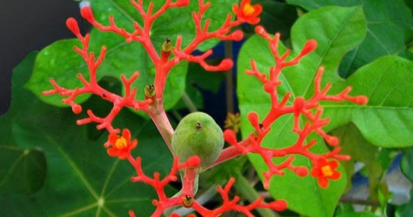 Bộ Y tế khuyến cáo chặt bỏ cây ngô đồng trong trường học Bộ Y tế khuyến cáo chặt bỏ cây ngô đồng trong trường học