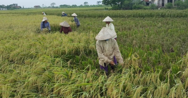 Ninh Bình: Người dân khẩn trương gặt lúa chạy bão