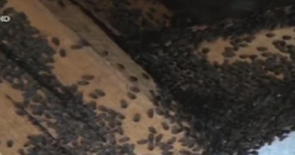 Phú Yên: Bọ đậu đen lúc nhúc “đổ bộ” đảo lộn cuộc sống dân Phú Yên: Bọ đậu đen lúc nhúc “đổ bộ” đảo lộn cuộc sống dân