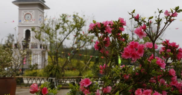 Tận mắt ngắm mùa hoa tràn về Fansipan