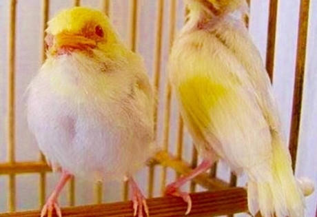 Chiêm ngưỡng tổ hoàng khuyên 'độc' nhất Việt Nam, nửa tỷ không bán