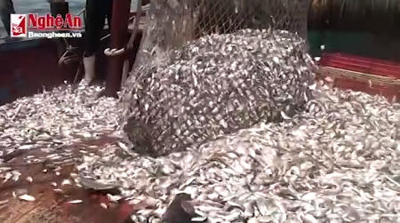 Hải sản Cửa Lò được xác định vẫn an toàn, không bị ảnh hưởng