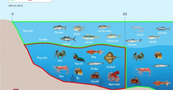 Loại cá biển nào an toàn