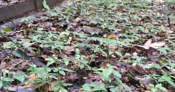 Kon Tum: Bà con vui mừng vì đã có nơi bao tiêu sản phẩm Sâm Ngọc Linh