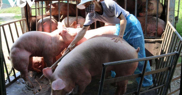 Giá lợn tăng, dịch tả lợn tái phát, người chăn nuôi thấp thỏm lo âu