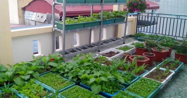 Lạ Hà Nội: Tích rác, ủ phân trong nhà để được ăn sạch Lạ Hà Nội: Tích rác, ủ phân trong nhà để được ăn sạch