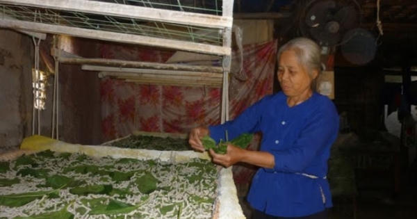 Phất to từ nghề "trồng dâu nuôi tằm"