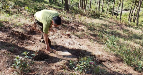 "Lâm tặc" cưa hạ hàng loạt cây thông lớn rồi dọn sạch hiện trường
