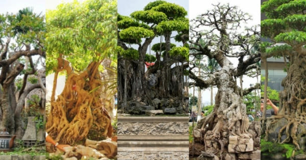 Lùng sục các siêu cây bạc tỉ trong giới sinh vật cảnh Việt Nam