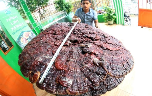 Nam thanh niên sở hữu hai cây nấm linh chi 'khủng'