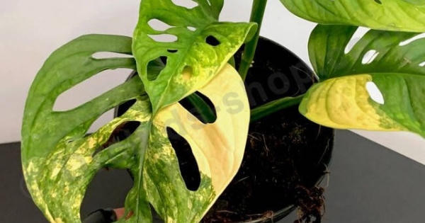 Trầu bà "xẻ lá" Nam Mỹ là cây gì mà dân buôn đôn giá "tiền tỉ"?