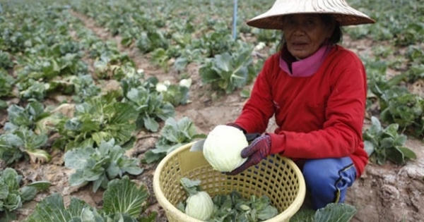 Trái cây Thái Lan chứa chất độc hại