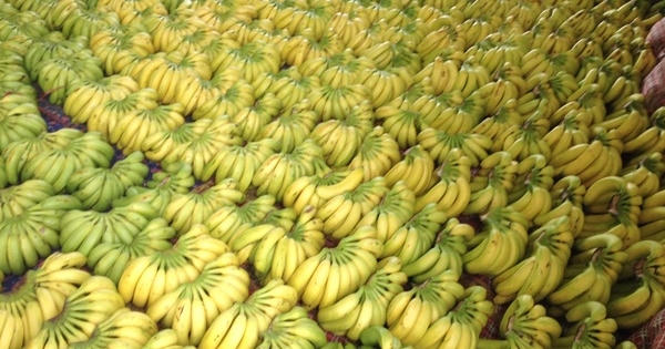 Dùng hóa chất Tàu ủ chuối, quản lý thị trường không biết! Dùng hóa chất Tàu ủ chuối, quản lý thị trường không biết!
