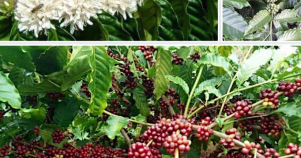 Lối đi nào để cà phê Việt khẳng định thương hiệu?