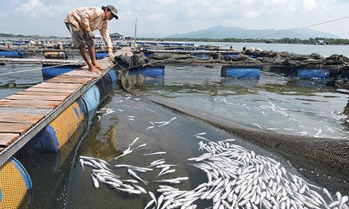 Phải bồi thường không hỗ trợ