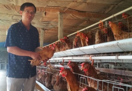 Nuôi gà siêu trứng, thu nhập 2 triệu đồng/ngày