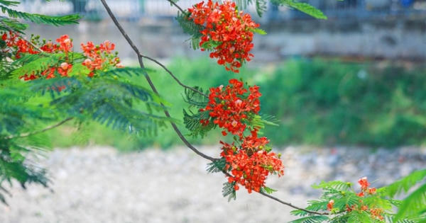 Giữa tháng 5, hoa phượng đỏ đua nhau khoe sắc trên khắp phố phường Hà Nội