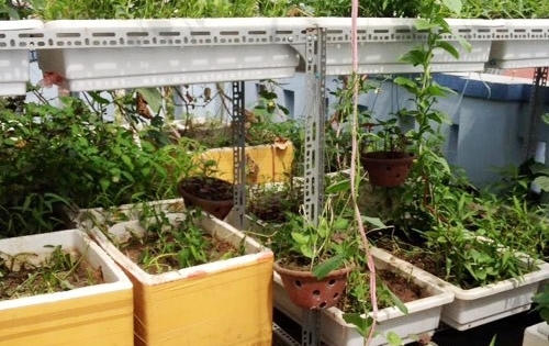 Chuồng gà quê, vườn rau sạch trên sân thượng giữa thủ đô