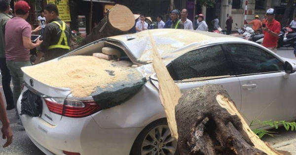 Cây lớn bất ngờ gãy đổ đè bẹp xế hộp Lexus