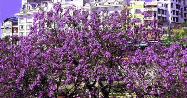 Nơi duy nhất ở Việt Nam chào hè với 5 sắc hoa phượng