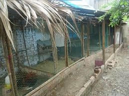 Cao Bằng: Chủ tịch thành phố chỉ đạo “Vụ xây chuồng gà... phải xin phép”