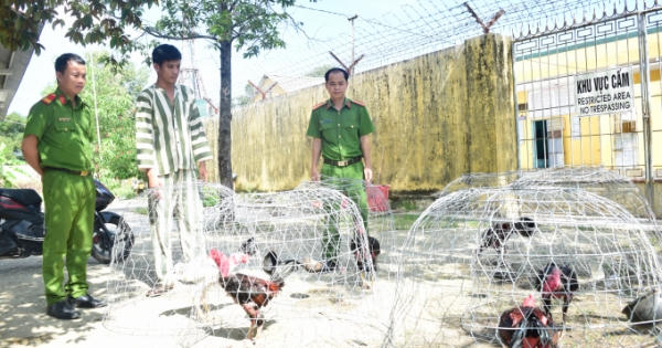 Thừa Thiên Huế: Phát hiện hàng chục con bạc, đang say sưa cá độ bằng hình thức đá gà