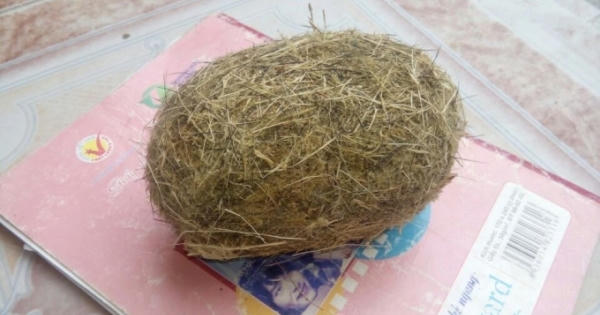 Liên tiếp phát hiện cát lợn ở Nghệ An