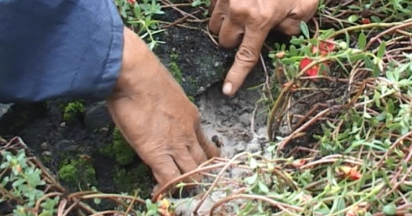 Thừa Thiên Huế: Hàng nghìn ngôi mộ bị kẻ xấu đóng đinh Thừa Thiên Huế: Hàng nghìn ngôi mộ bị kẻ xấu đóng đinh