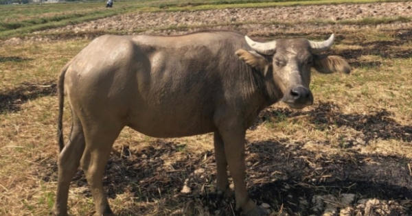 Quảng Bình: Bắt đối tượng ăn trộm "cả cơ nghiệp" của người nông dân