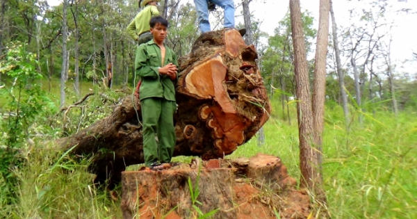 Đắk Lắk: Vào vườn quốc gia khai thác gỗ Hương trái phép, 15 đối tượng bị truy tố Đắk Lắk: Vào vườn quốc gia khai thác gỗ Hương trái phép, 15 đối tượng bị truy tố