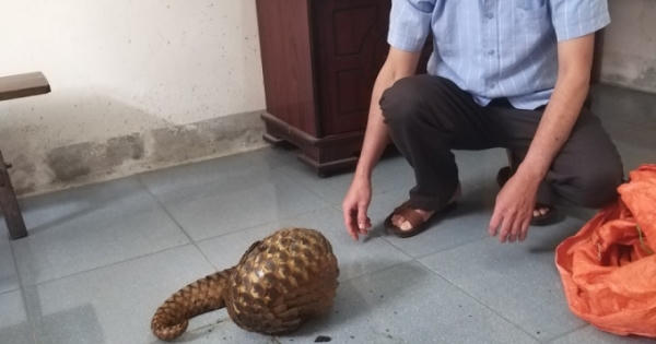 Bị bắt khi trên đường đưa tê tê đi tiêu thụ Bị bắt khi trên đường đưa tê tê đi tiêu thụ